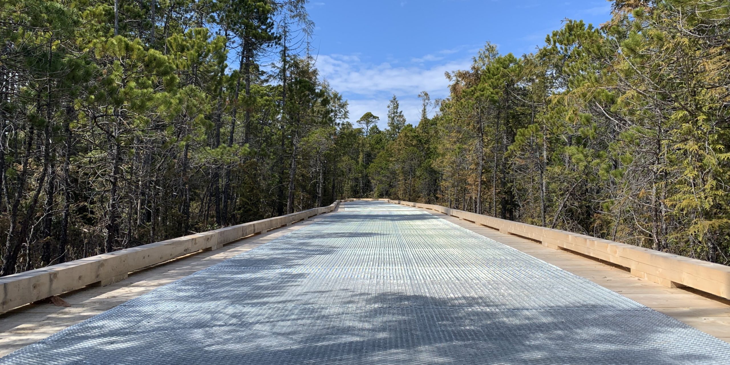 Forest Pathway